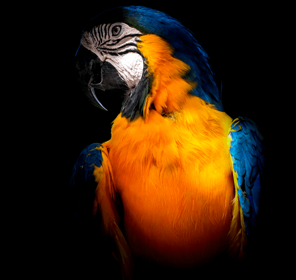 Parrot-16.png